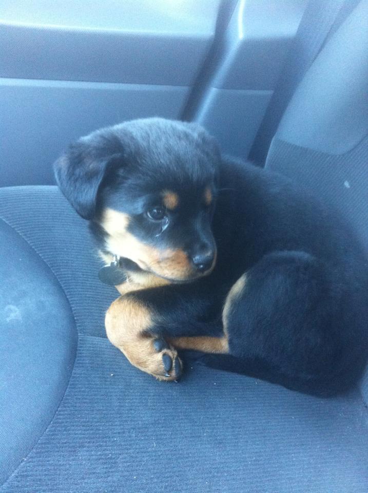 Rottweiler Emma billede 2