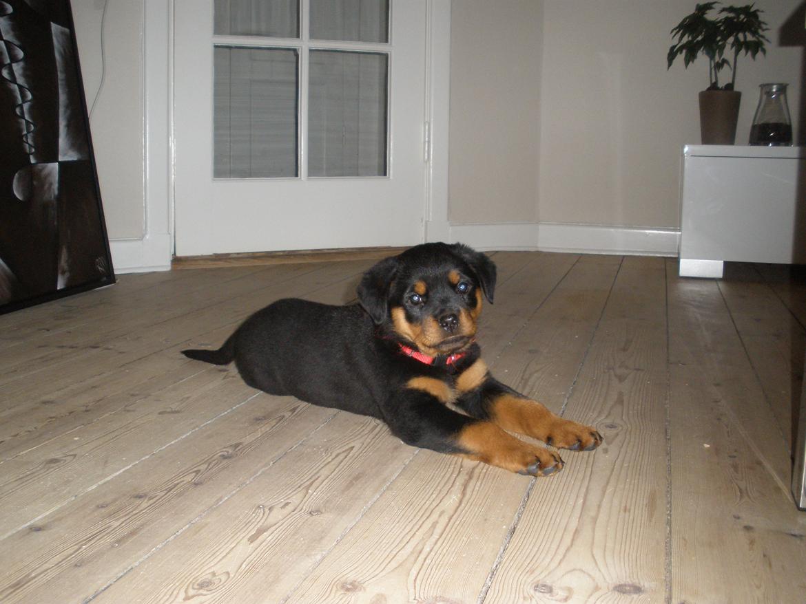 Rottweiler Emma billede 3