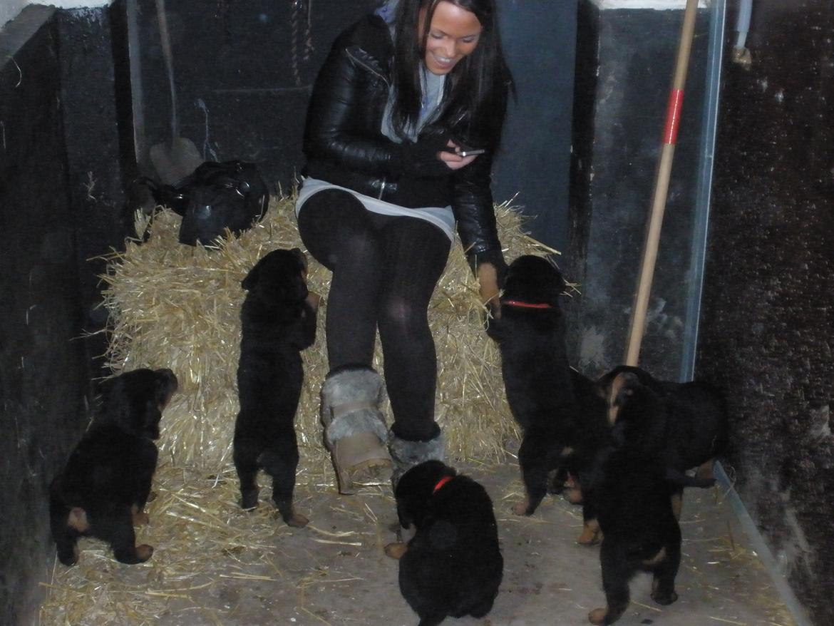 Rottweiler Emma billede 4