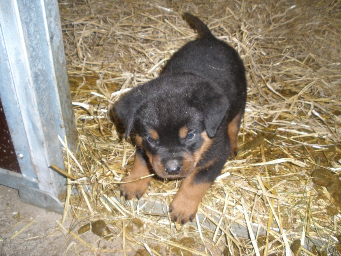 Rottweiler Emma billede 5