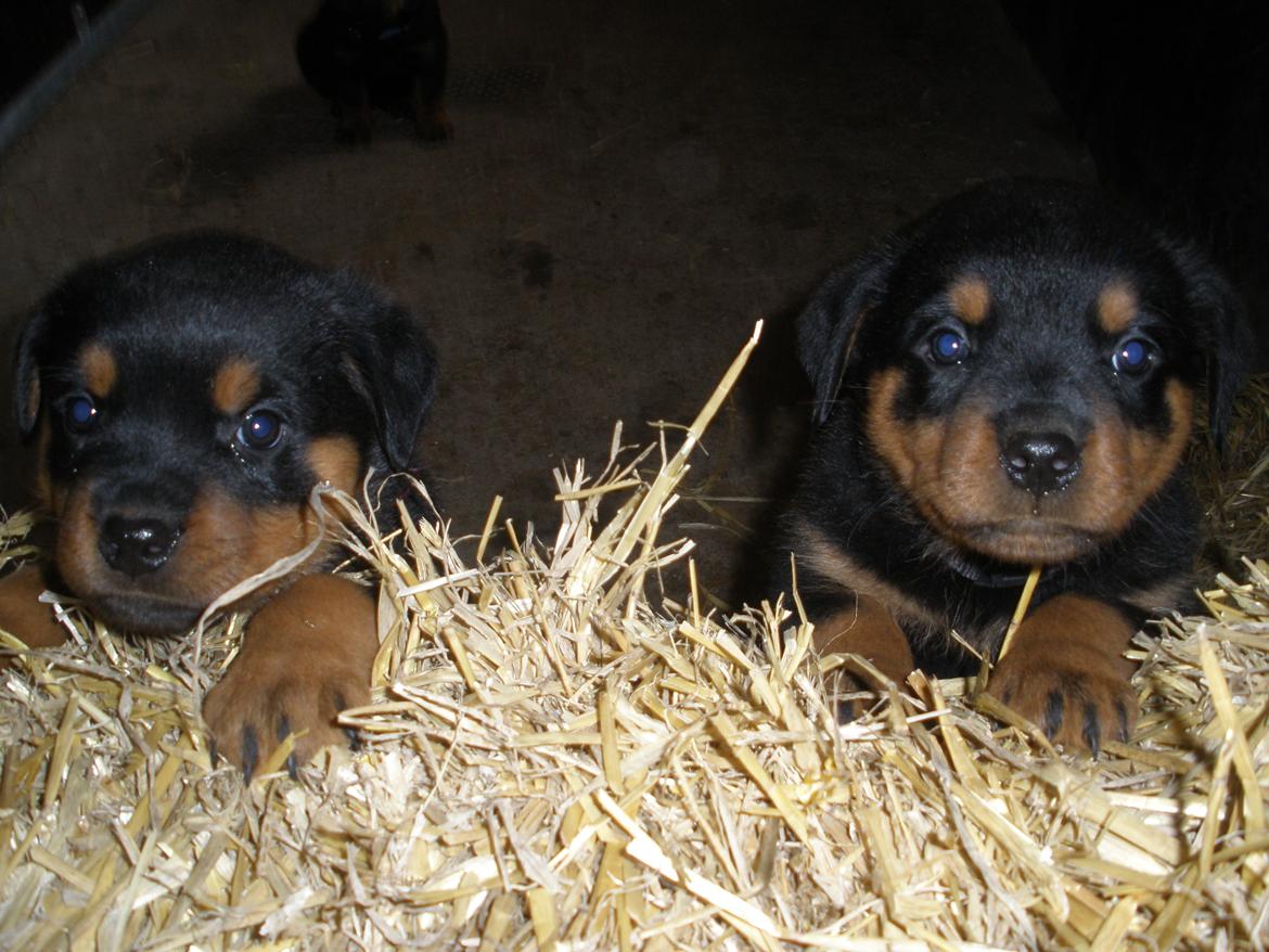 Rottweiler Emma billede 6