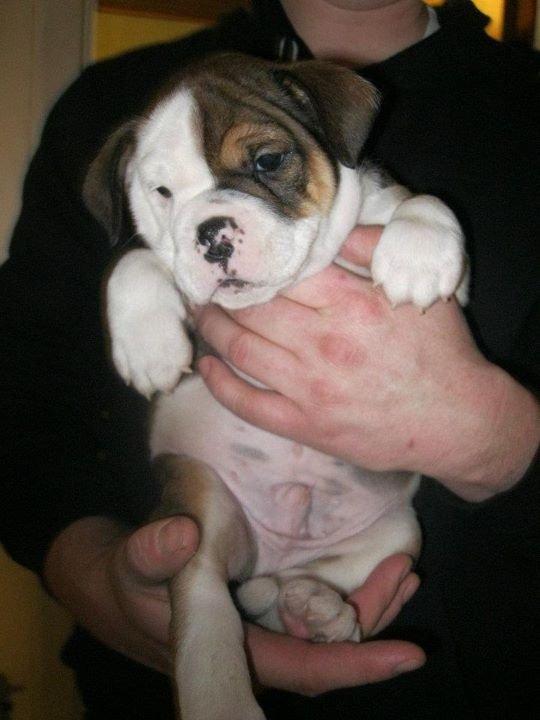 Olde english bulldogge Bulltok's Diesel <3 - Vores lille baby, 6 uger gammel <3 billede 9