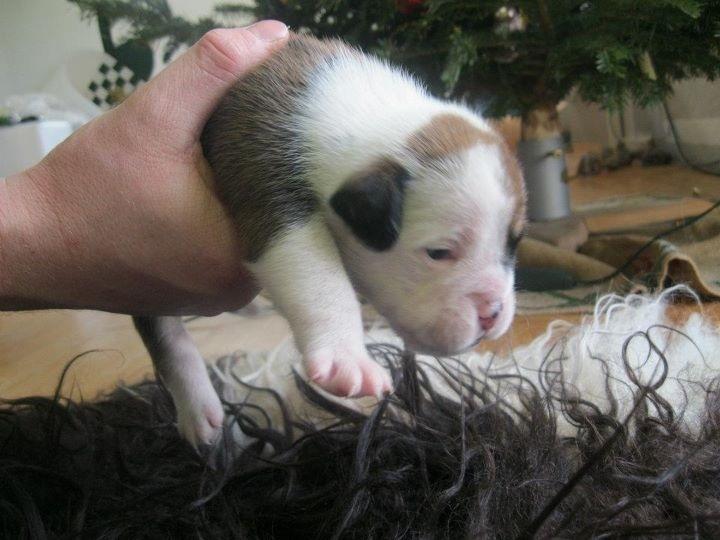 Olde english bulldogge Bulltok's Diesel <3 - Vores lille baby, 2 uger gammel <3 billede 15