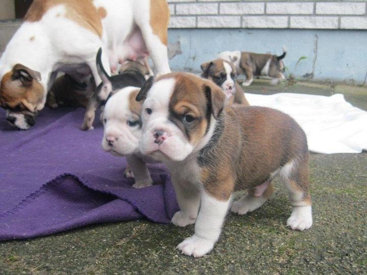 Olde english bulldogge Bulltok's Diesel <3 - Vores lille baby, 4 uger gammel <3 billede 14