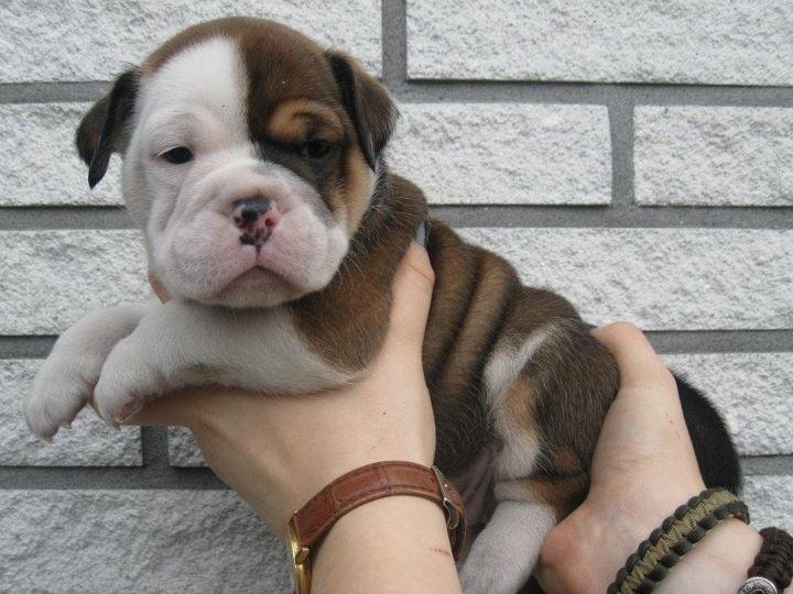 Olde english bulldogge Bulltok's Diesel <3 - Vores lille baby, 4 uger gammel <3 billede 13
