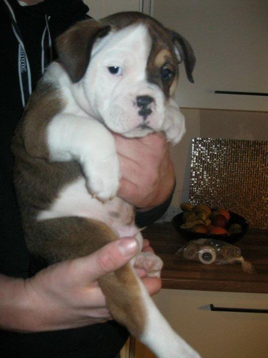 Olde english bulldogge Bulltok's Diesel <3 - Vores lille baby, 6 uger gammel <3 billede 12