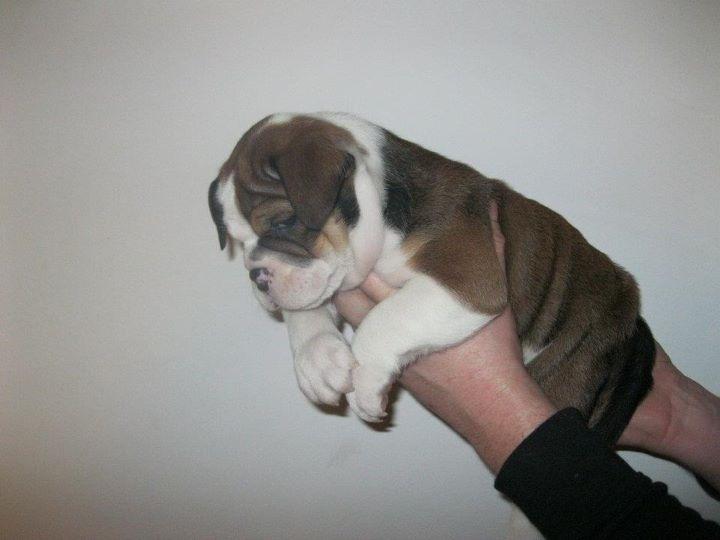 Olde english bulldogge Bulltok's Diesel <3 - Vores lille baby, 6 uger gammel <3 billede 11