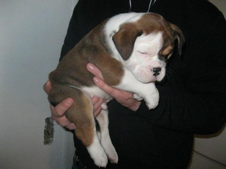 Olde english bulldogge Bulltok's Diesel <3 - Vores lille baby, 6 uger gammel <3 billede 10