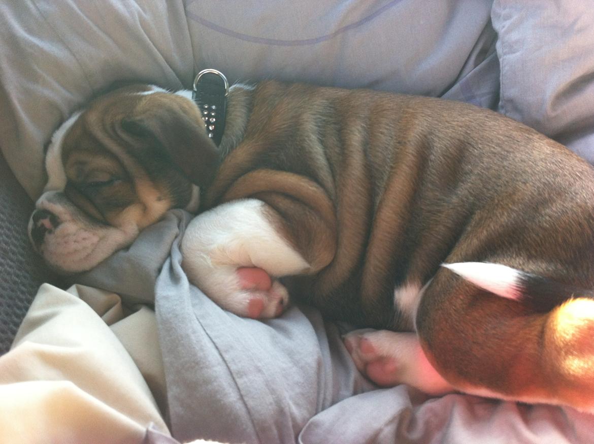 Olde english bulldogge Bulltok's Diesel <3 - Vores lille baby, 8 uger gammel <3
- På vej hjem til sit nye hjem. billede 8