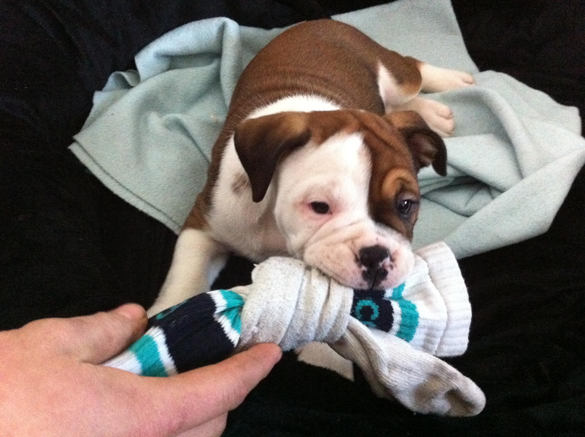 Olde english bulldogge Bulltok's Diesel <3 - 1 dage lille Diesel var hjemme og hans første legetøj, fars sokker <3 billede 7