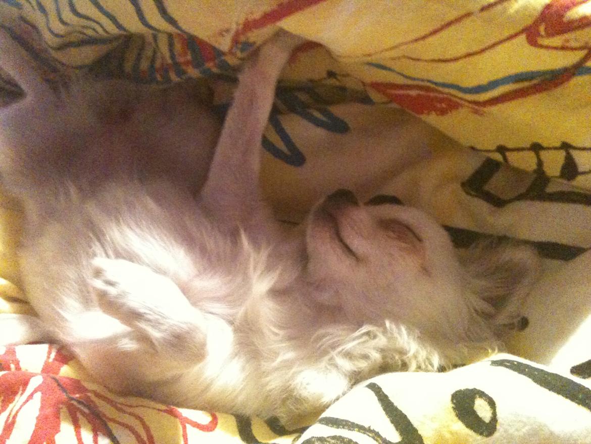 Chihuahua Merrilds Luna - Luna ligger og hygger hos os i senge, efer vi kom hjem fra london. Hun ville ikke vige fra min side i 12 timer <3 Hvis ikke det er savn, så ved jeg ikke hvad det er! billede 14