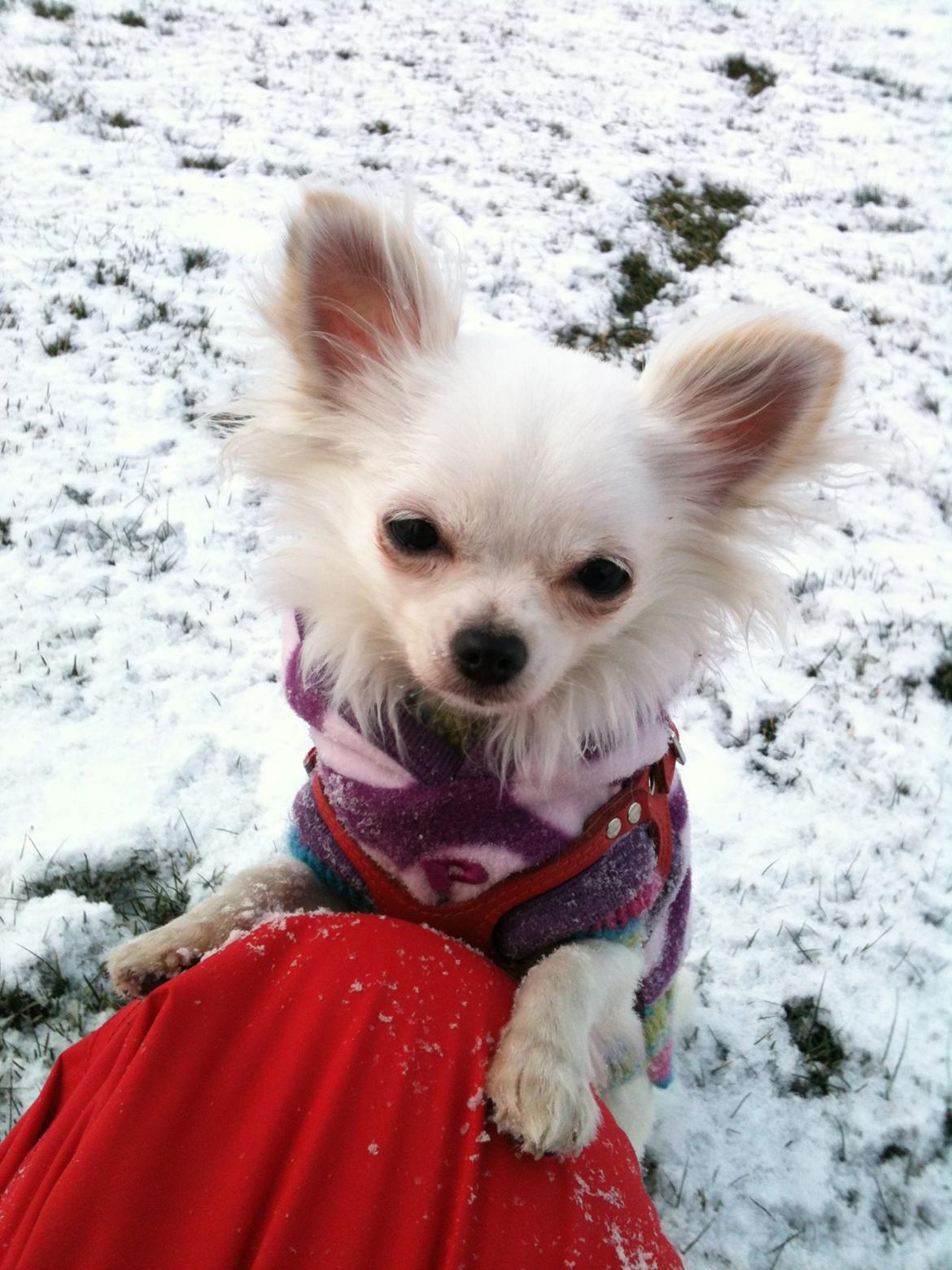 Chihuahua Merrilds Luna - Luna i sneen med hele 2 trøjer på :S - Men hun elsker bare den kolde sne så meget lol billede 17