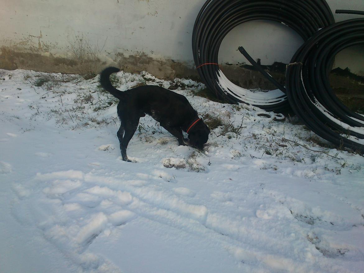 Labrador retriever Rollo<3 (formel 1) billede 15