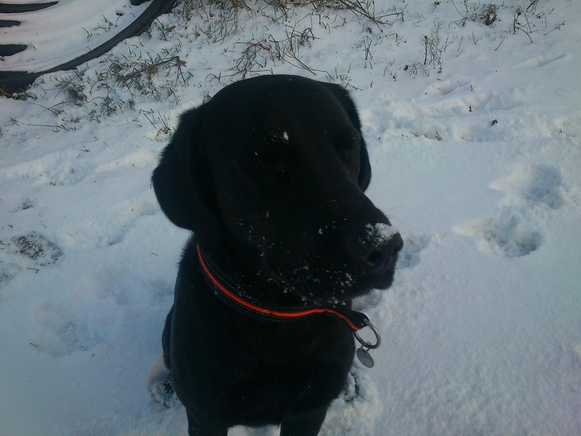 Labrador retriever Rollo<3 (formel 1) billede 16