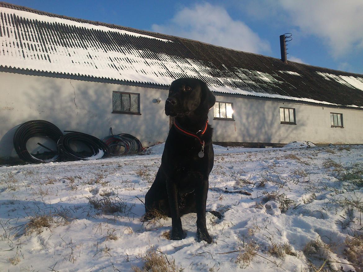 Labrador retriever Rollo<3 (formel 1) billede 17