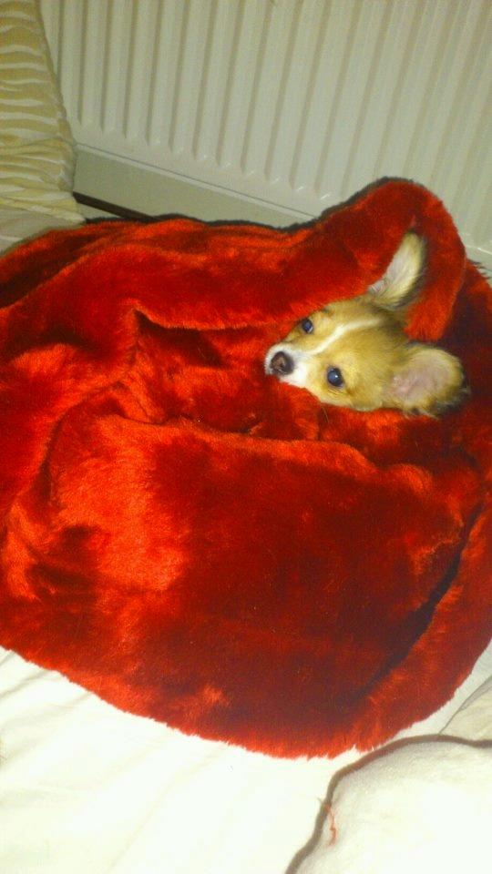 Blanding af racer Eigiel - I sin nye fine putte pose <3 billede 13