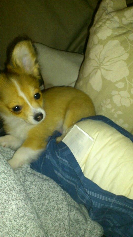 Blanding af racer Eigiel billede 14