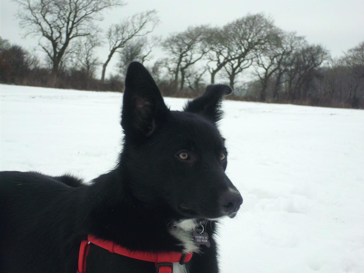 Border collie Hubert billede 4