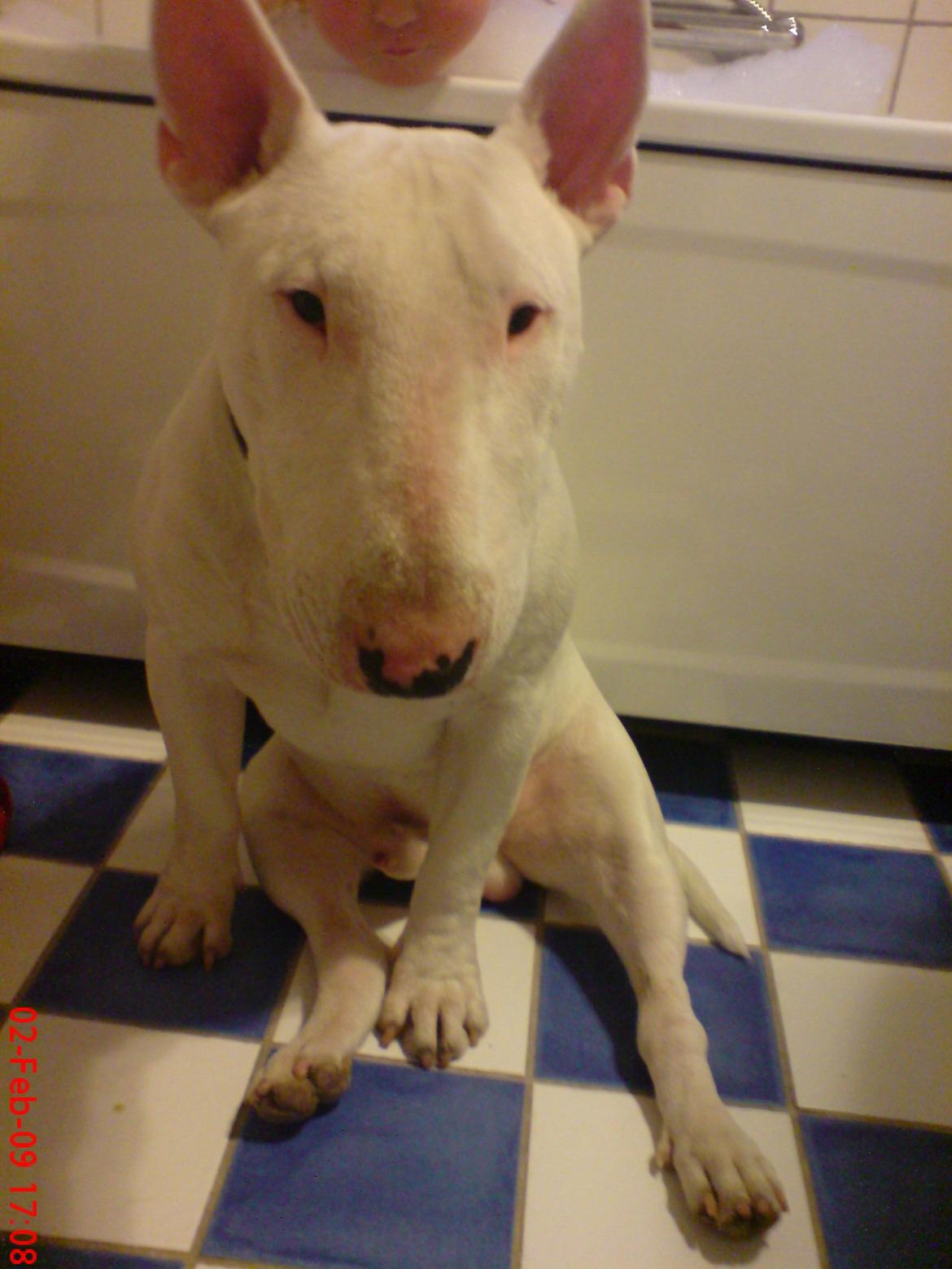 Bullterrier Anubis billede 1