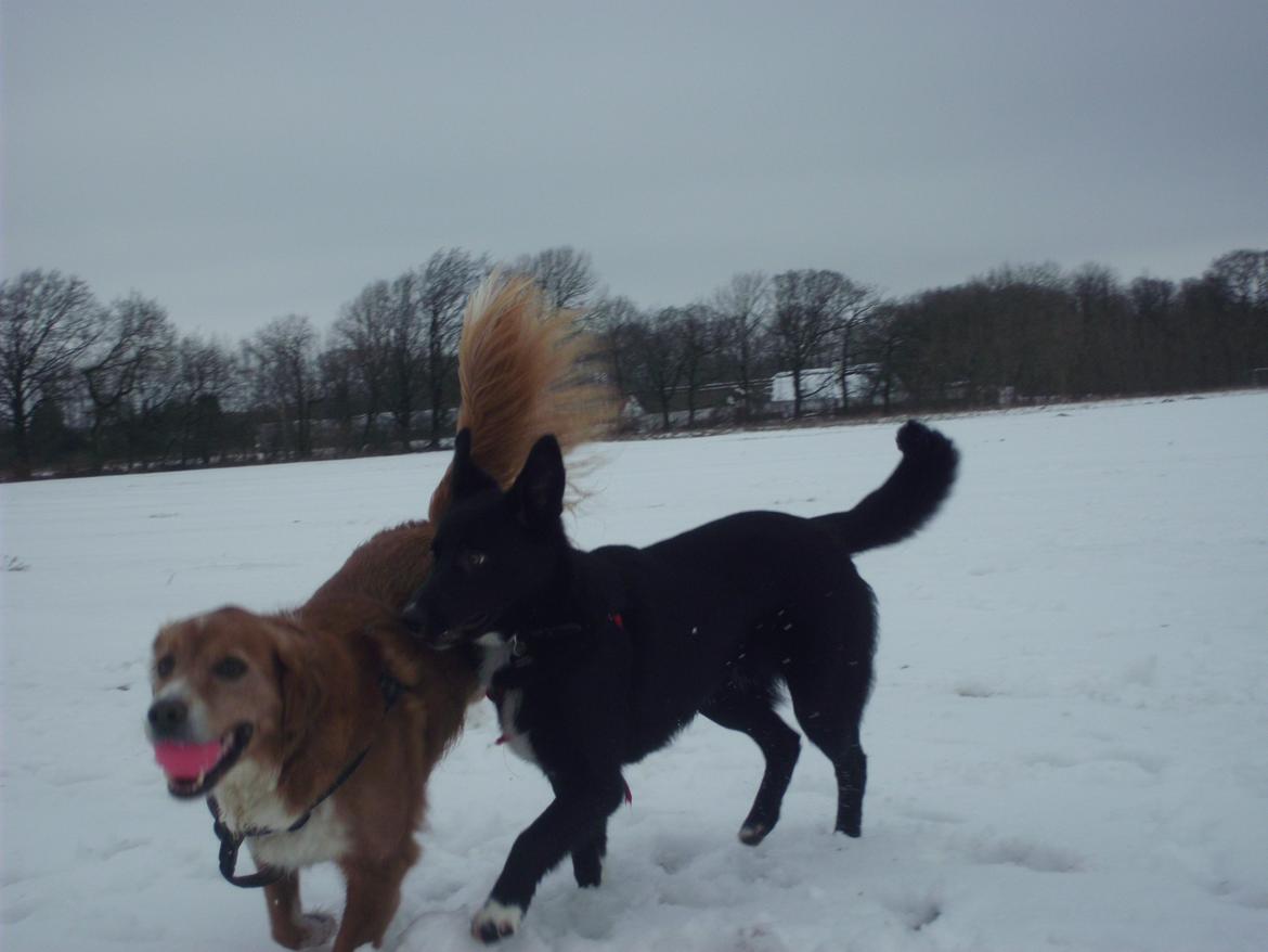 Border collie Hubert billede 5