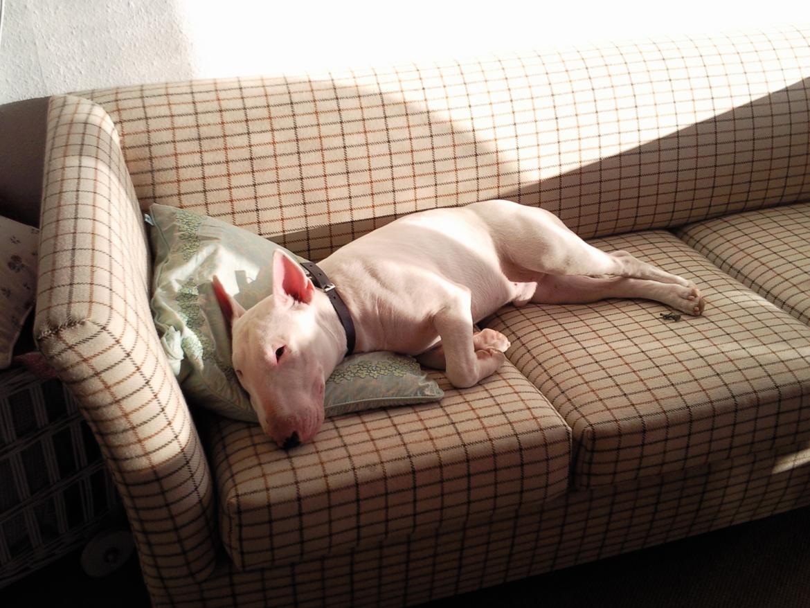 Bullterrier Anubis billede 3