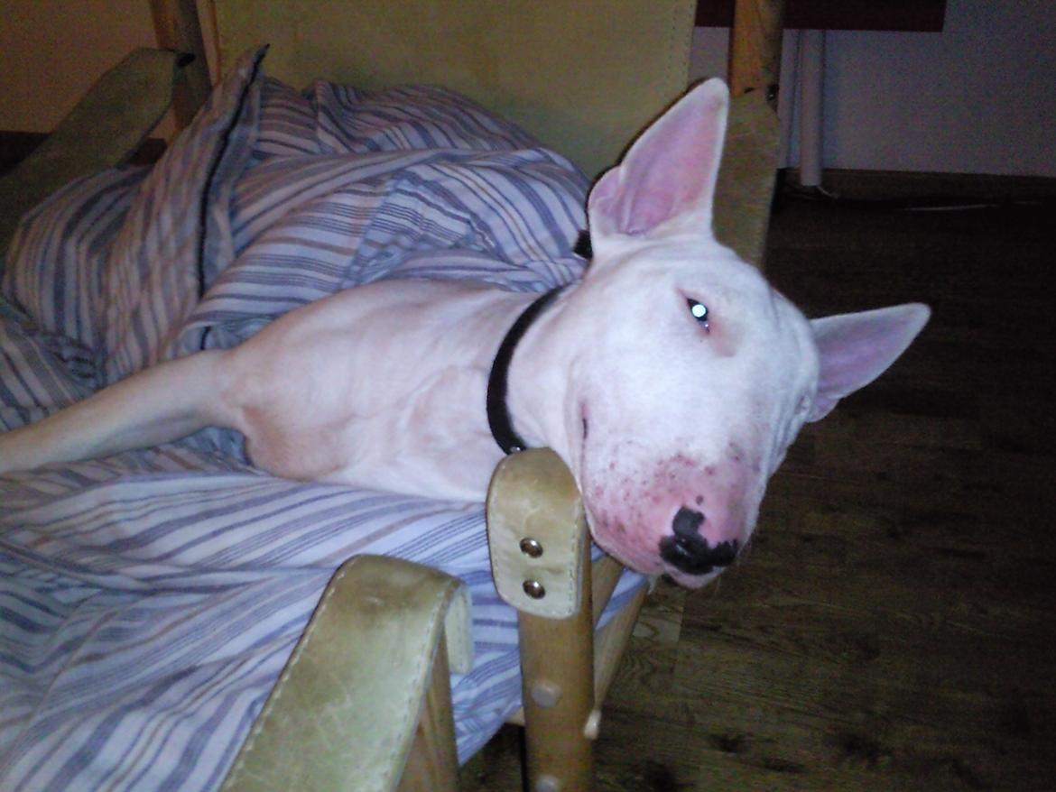 Bullterrier Anubis billede 4