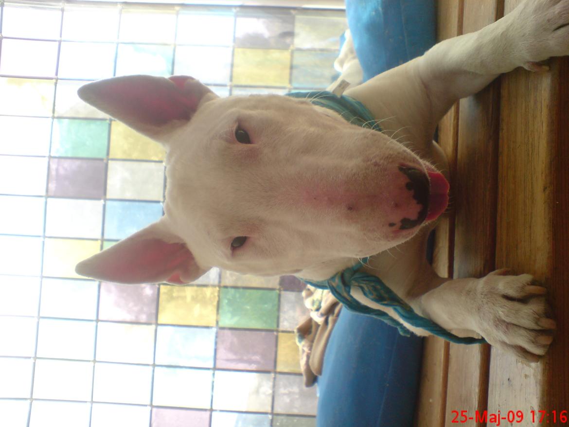 Bullterrier Anubis billede 5