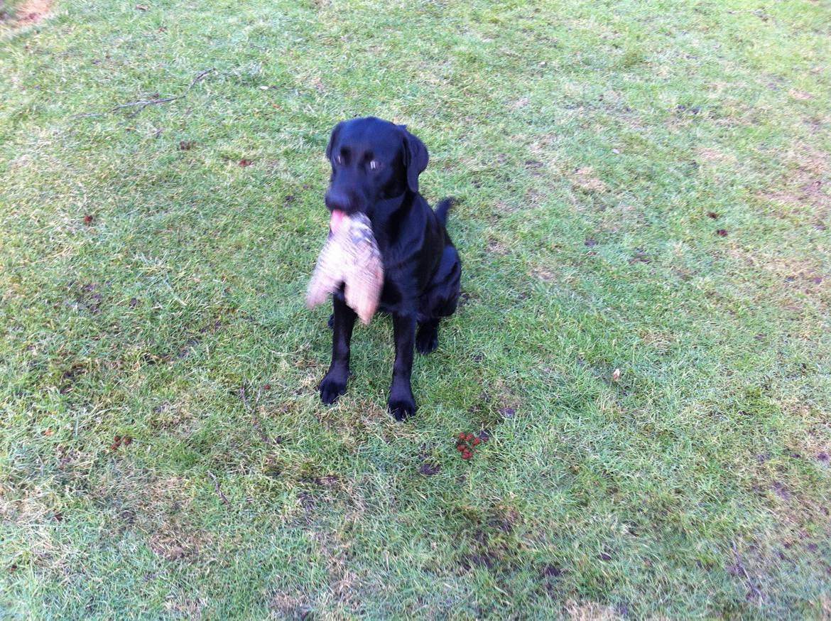 Labrador retriever Handberg's Abigail (Abby) - Må jeg godt beholde vingen far ? billede 5