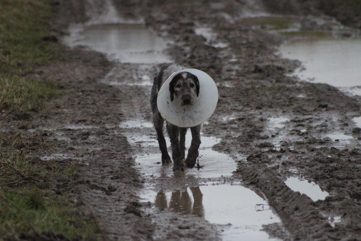 Ruhåret hønsehund Sargo - På vej hejm fra skoven :-) billede 11