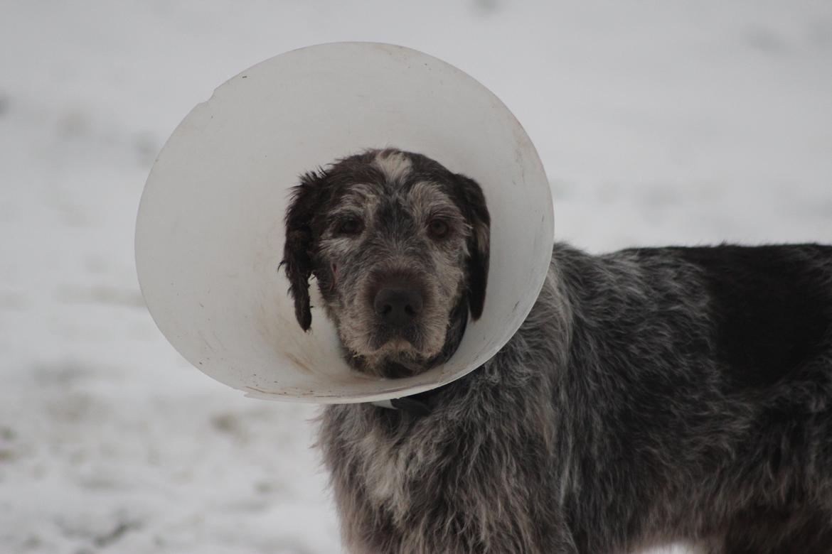 Ruhåret hønsehund Sargo - Søde søde Sargo<3
Han har fået skærm på, da han ikke må klø sit øre.. billede 2