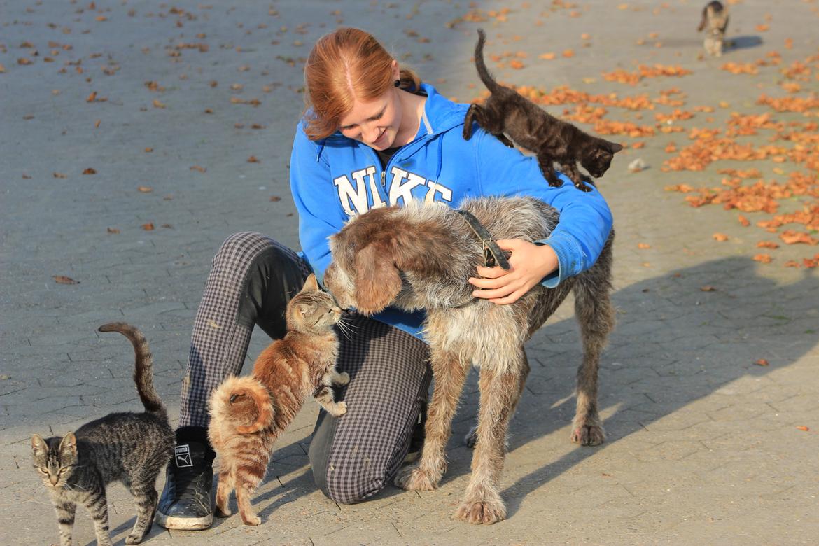 Ruhåret hønsehund Sargo - Sargo og jeg hygger med kattene<3 billede 12