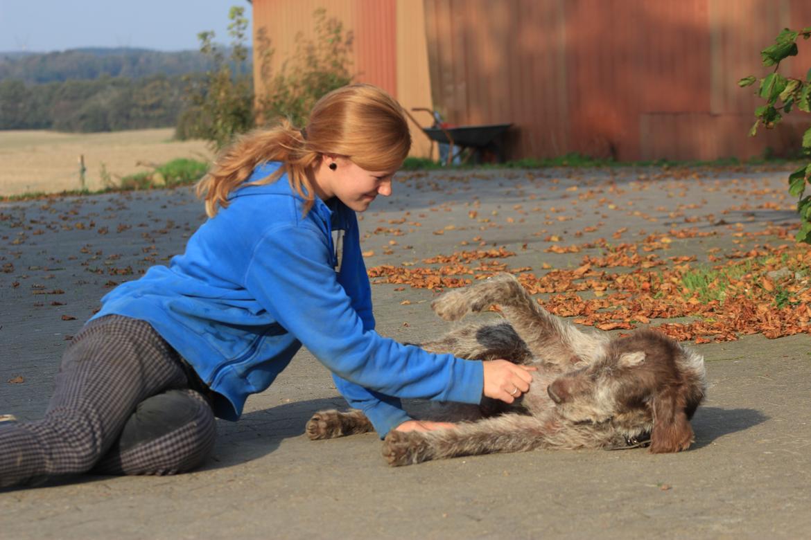 Ruhåret hønsehund Sargo - Verdens dejligste huni! billede 13