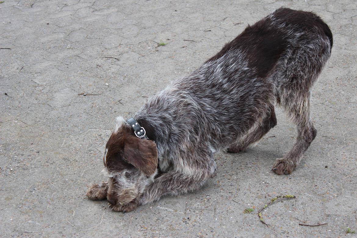 Ruhåret hønsehund Sargo - Klø klø klø. billede 14