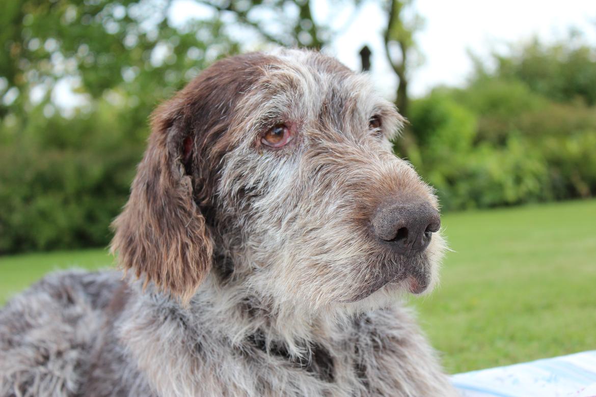 Ruhåret hønsehund Sargo - Når han kigger sådan på en, bliver man bare helt blød om hjertet! :'-) billede 16