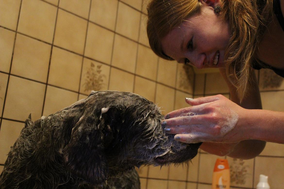 Ruhåret hønsehund Sargo - Sargo bliver behandlet for sin hudlidelse billede 17