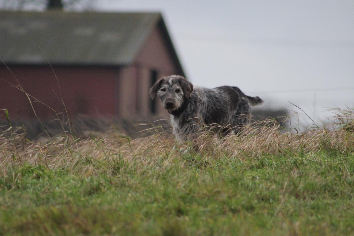 Ruhåret hønsehund Sargo - En glad Sargo på engen.
Her er hele højre side af hans ansigt hævet op pga. betændelse i et kræftsår :-( billede 18