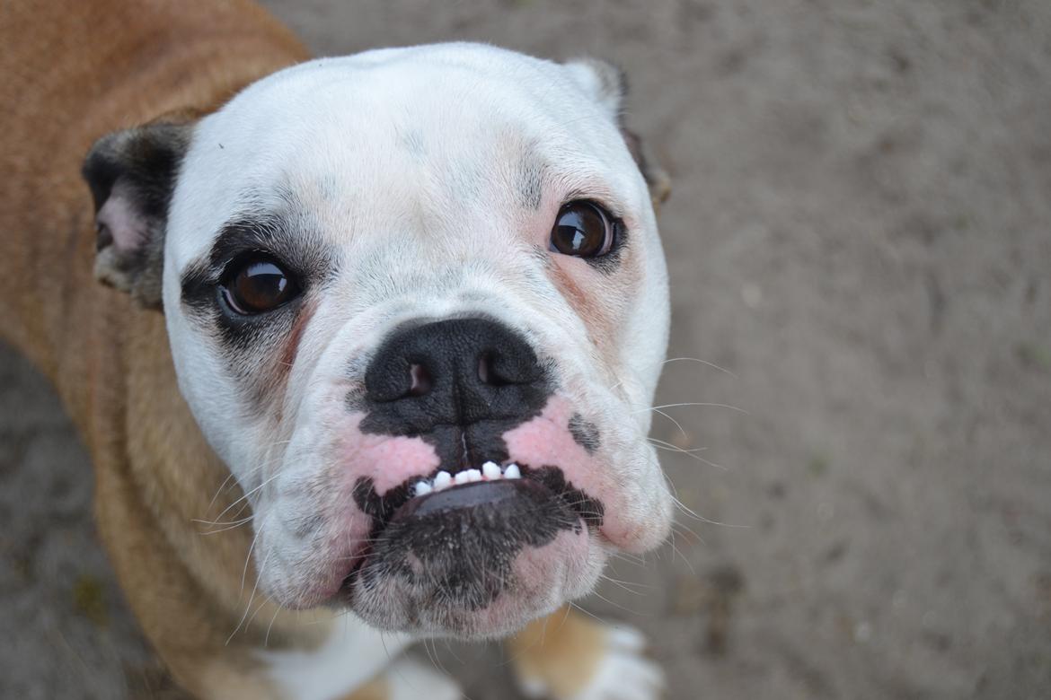 Olde english bulldogge Pirata billede 10