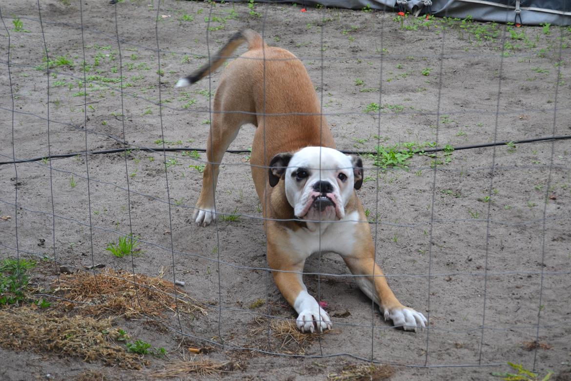 Olde english bulldogge Pirata billede 11
