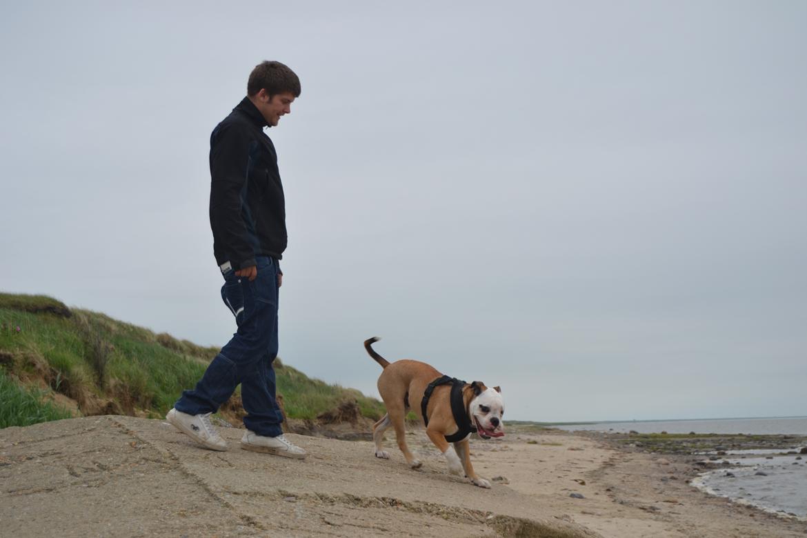 Olde english bulldogge Pirata billede 12