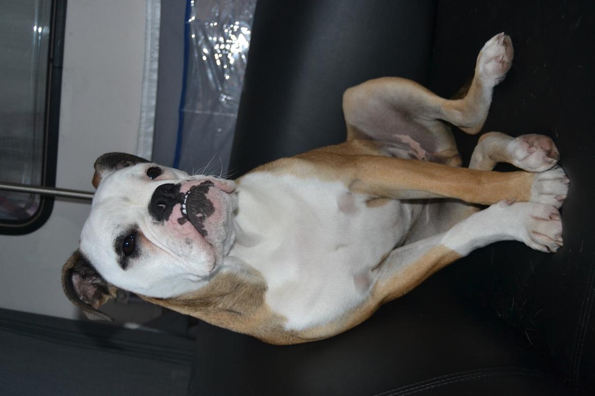 Olde english bulldogge Pirata billede 13