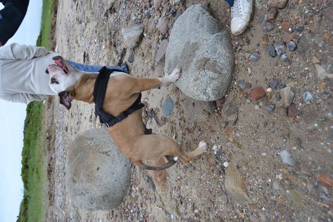 Olde english bulldogge Pirata billede 14