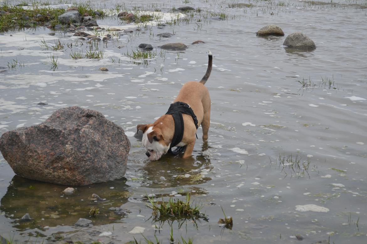 Olde english bulldogge Pirata billede 15
