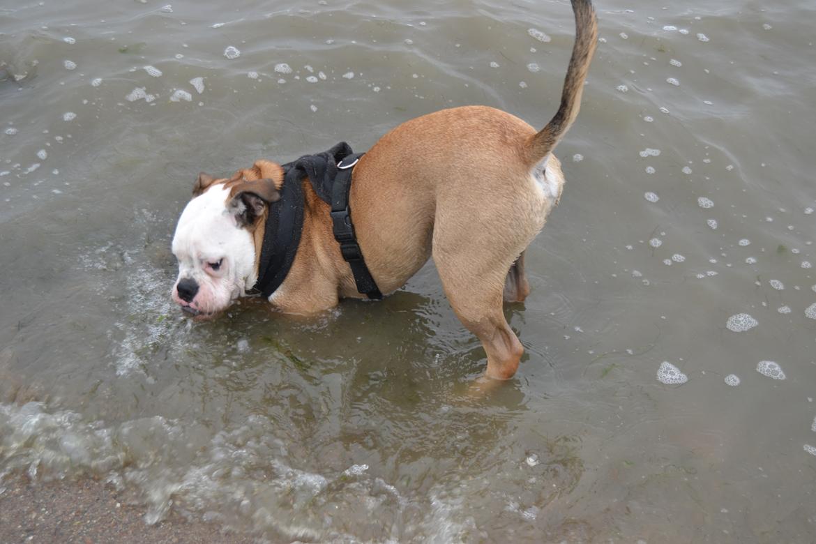 Olde english bulldogge Pirata billede 16