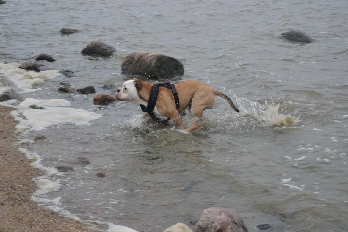Olde english bulldogge Pirata billede 17