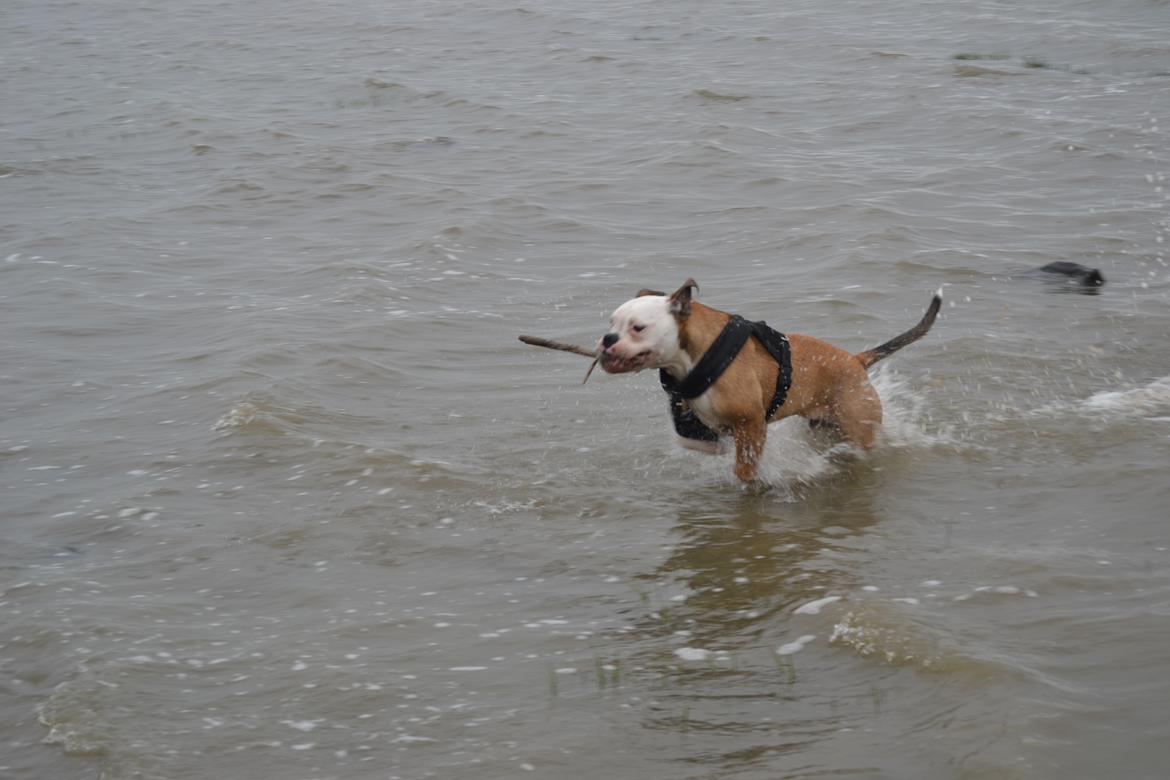 Olde english bulldogge Pirata billede 18