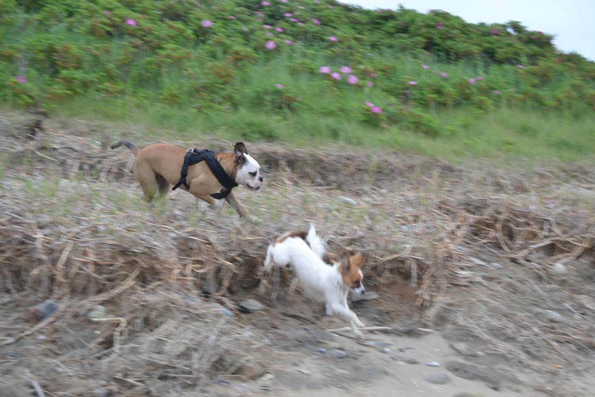 Olde english bulldogge Pirata billede 19