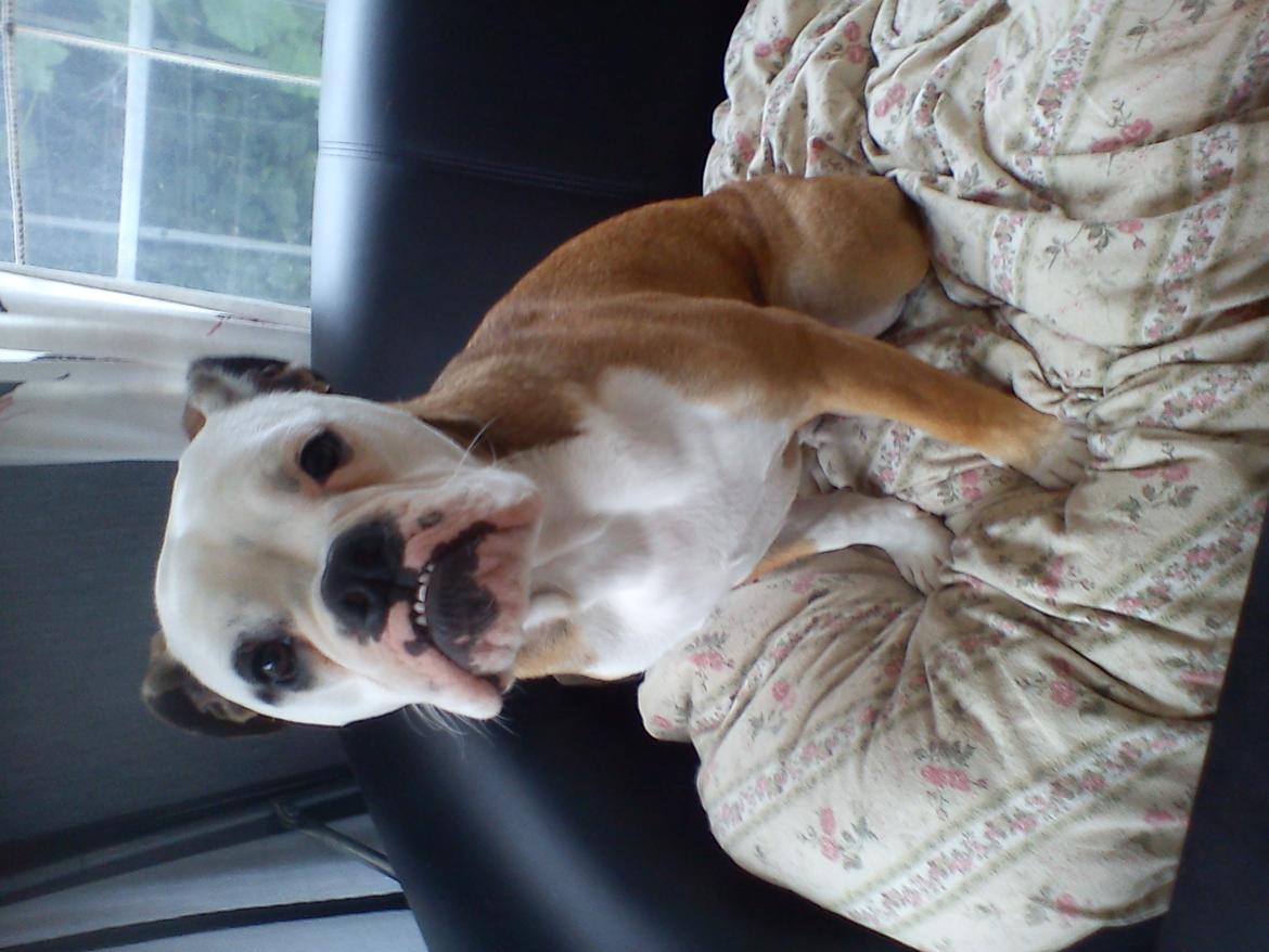 Olde english bulldogge Pirata billede 20