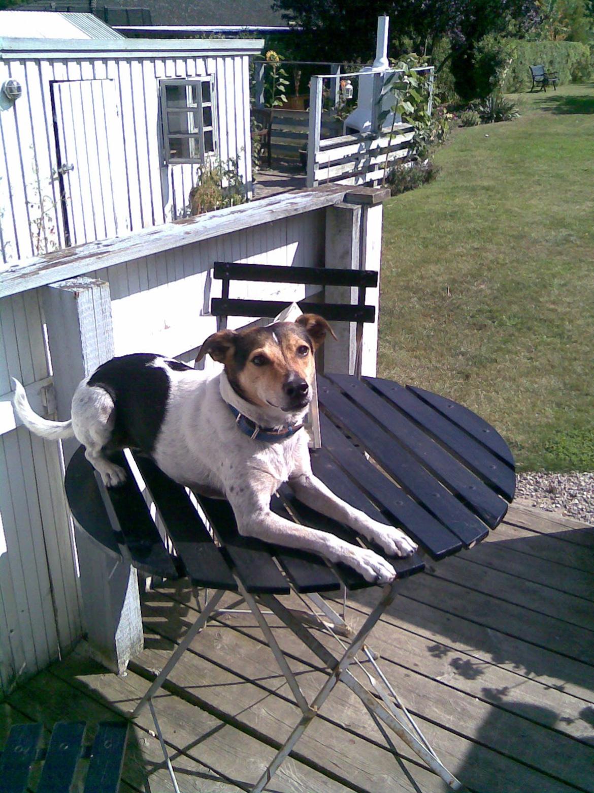 Dansk svensk gaardhund Sofus billede 1