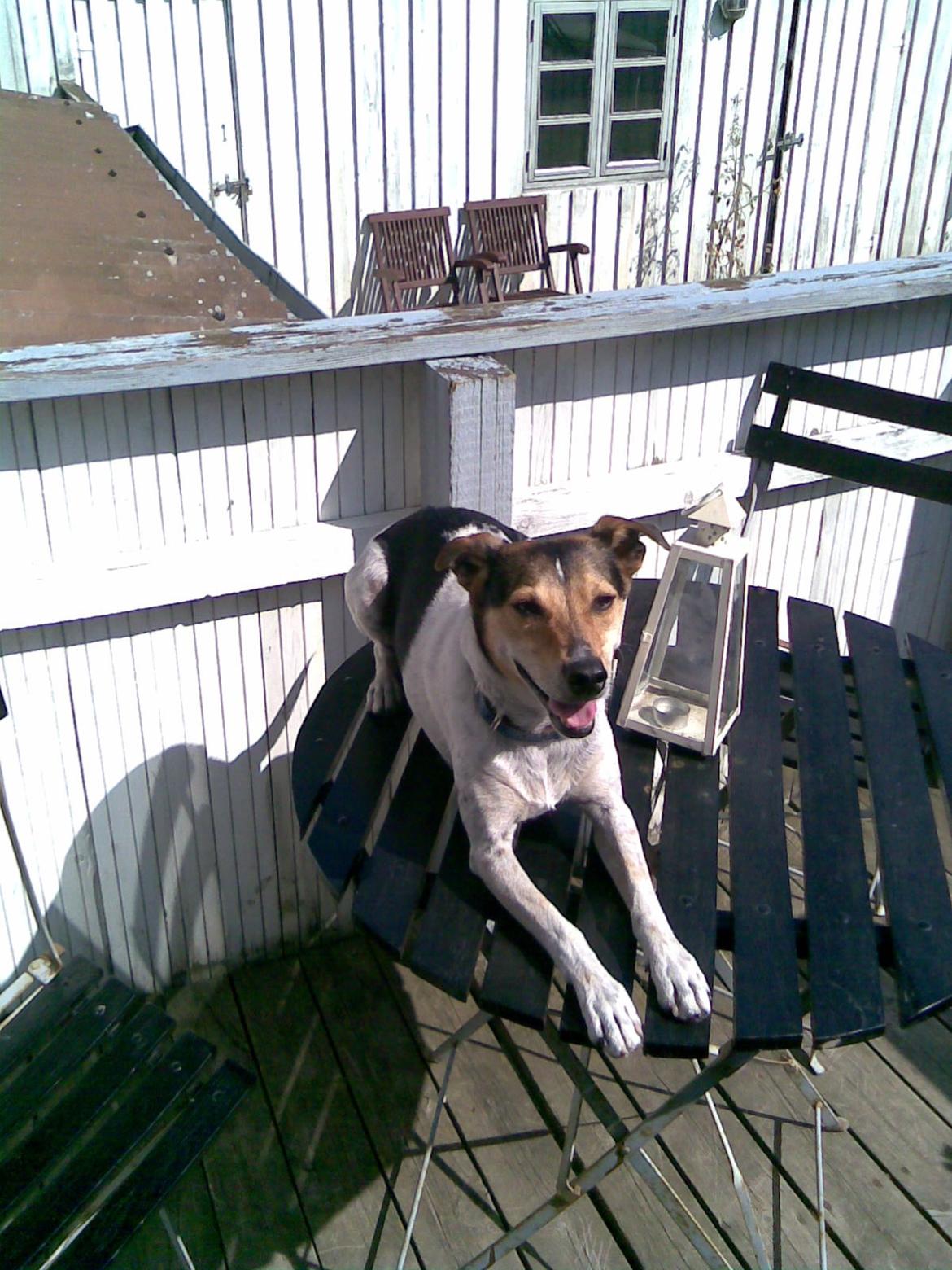 Dansk svensk gaardhund Sofus billede 2