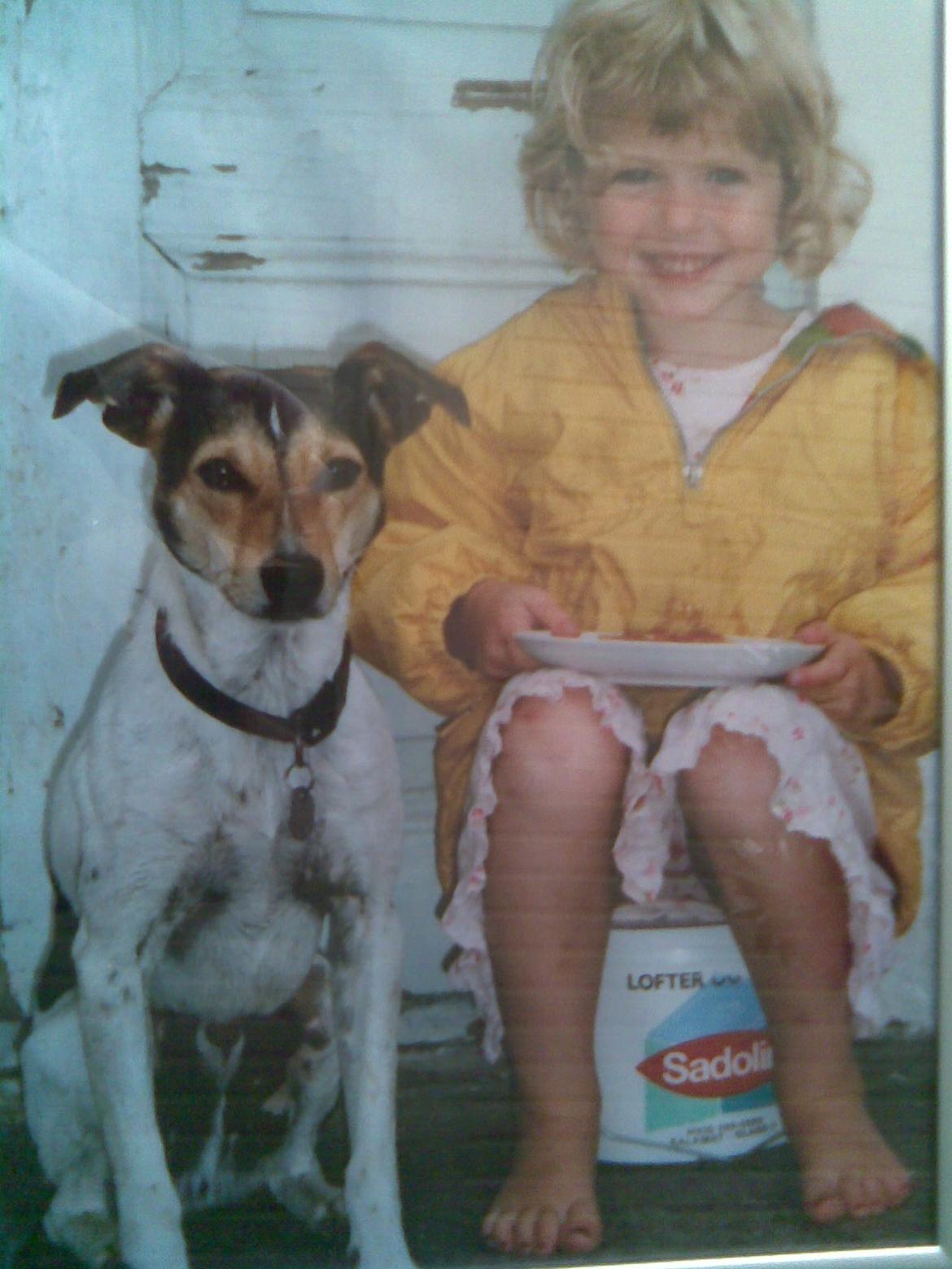 Dansk svensk gaardhund Sofus billede 3